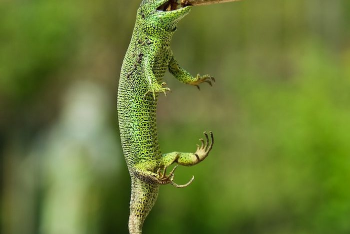 Raging Thunder Lizards are tenacious in promoting their financial advisor practice.