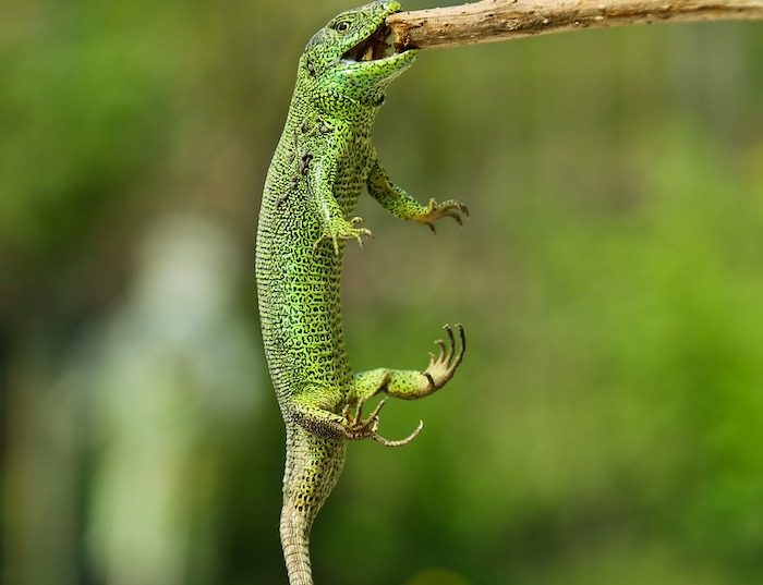 Raging Thunder Lizards are tenacious in promoting their financial advisor practice.