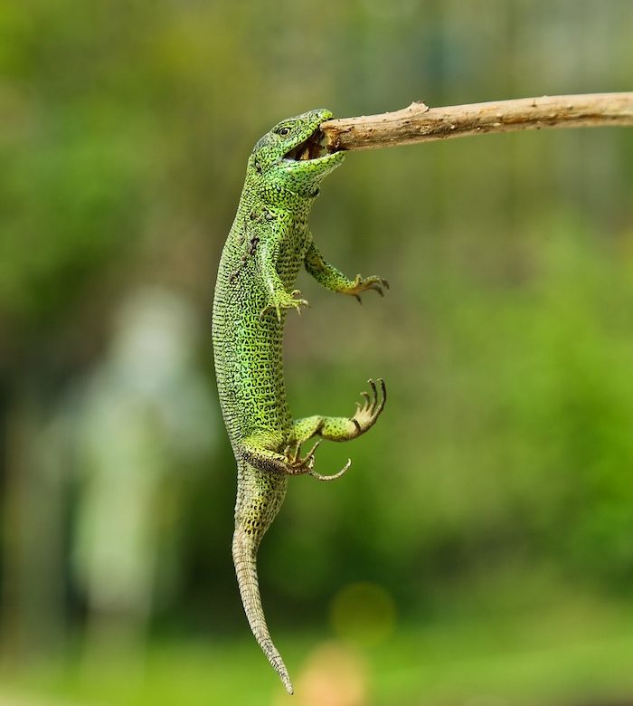 Raging Thunder Lizards are tenacious in promoting their financial advisor practice.